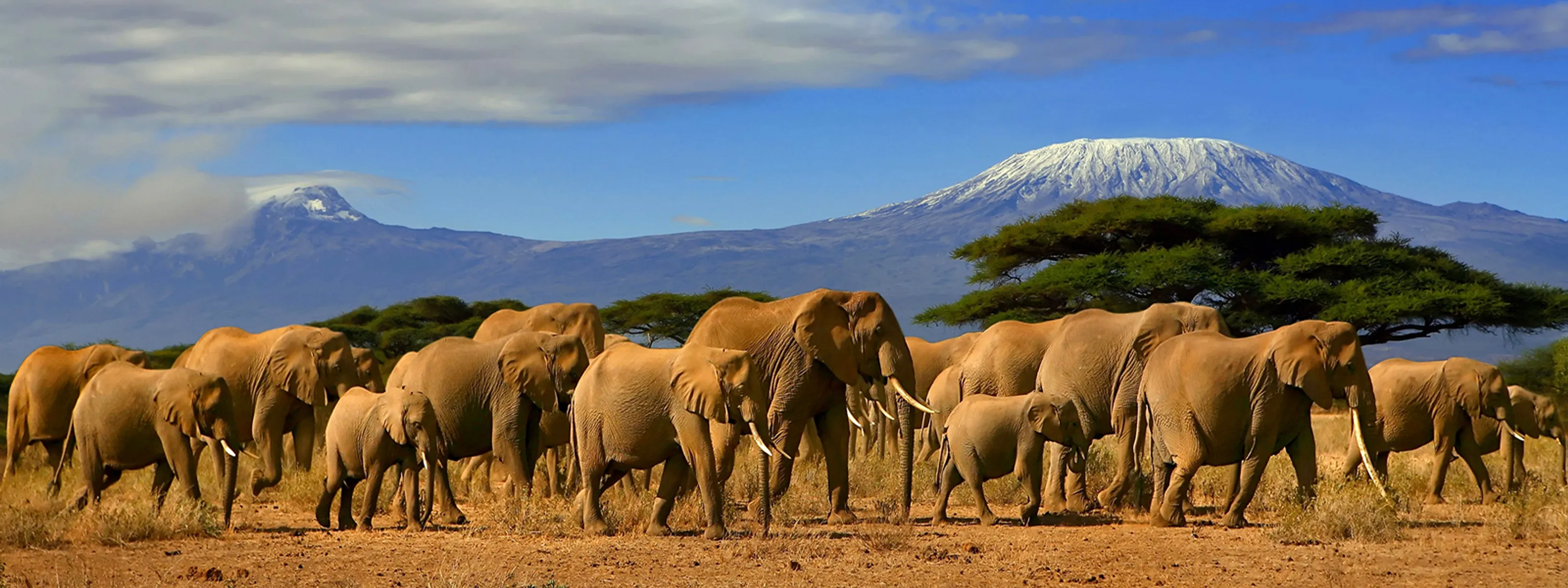 Blick auf den Kilimanjaro © iStock 104kelly