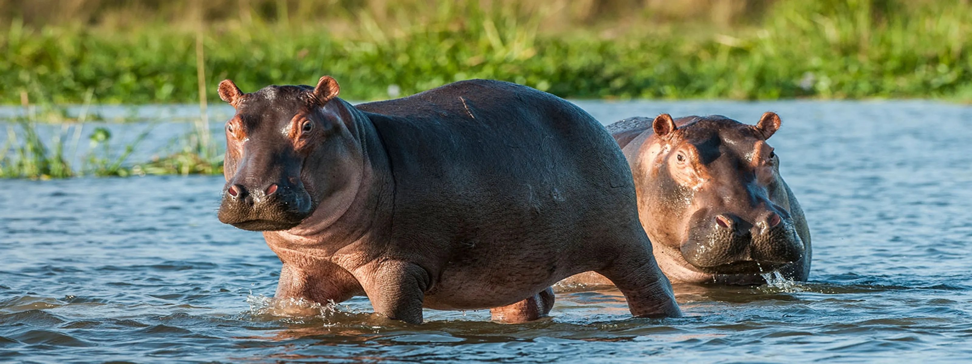 Nilpferde im Wasser © iStock USO