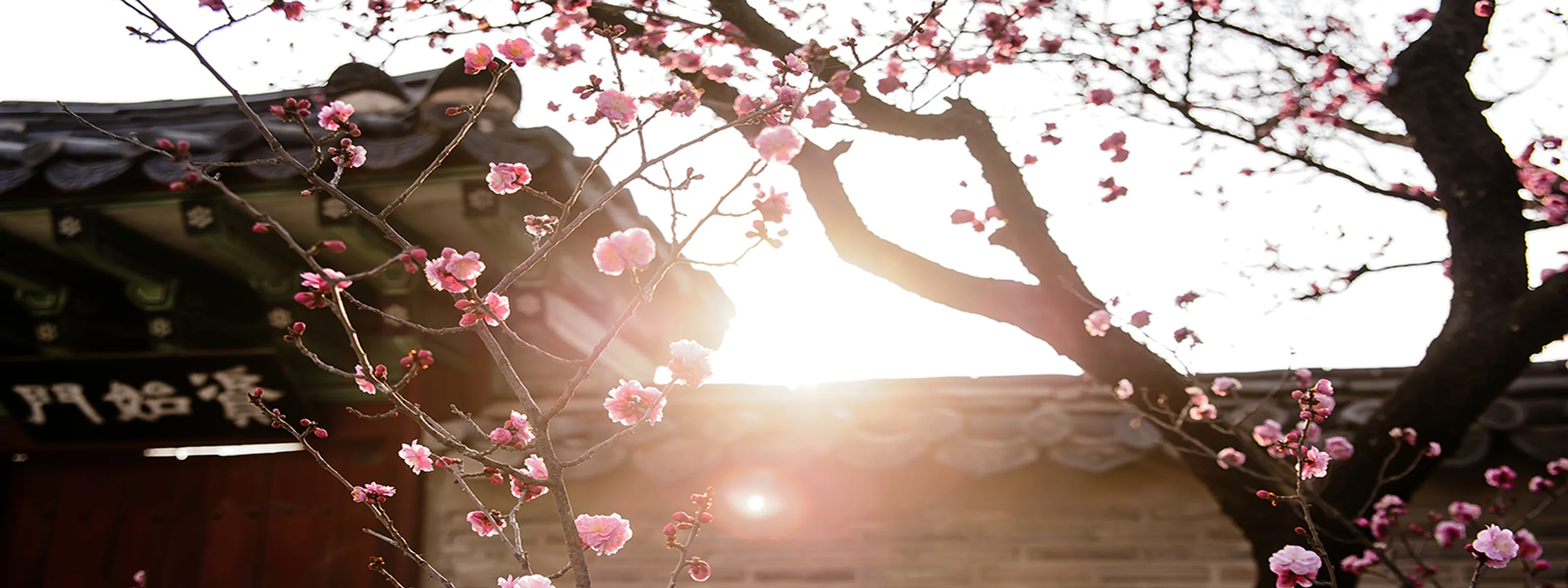 Dach eines traditionellen Hanok-Hauses zur Zeit der Kirschblüte