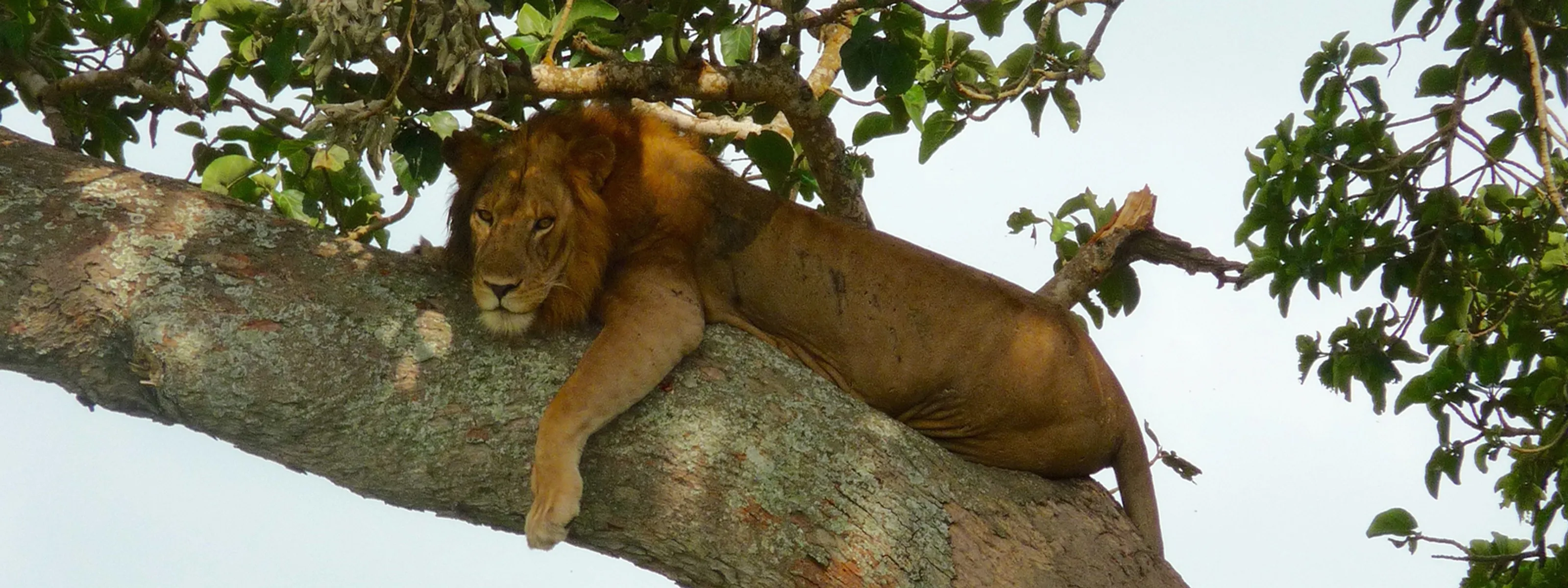 Reise Uganda Baumlöwe