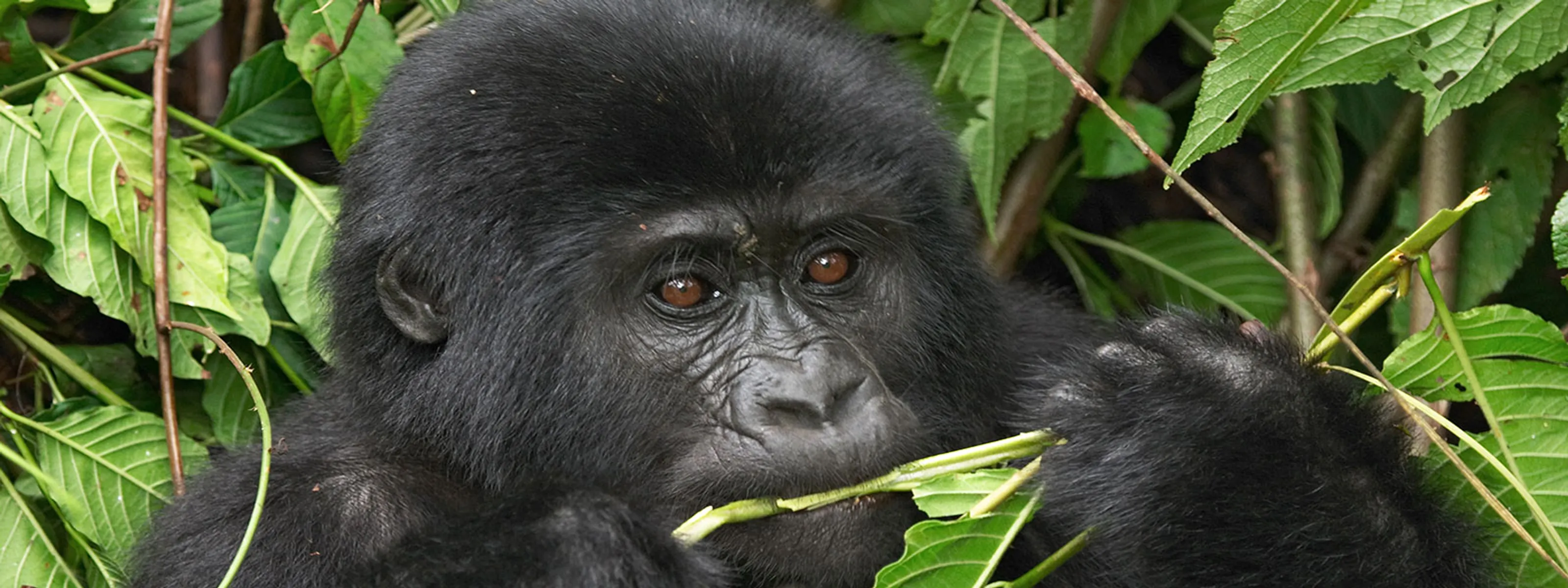 Gorilla in Uganda