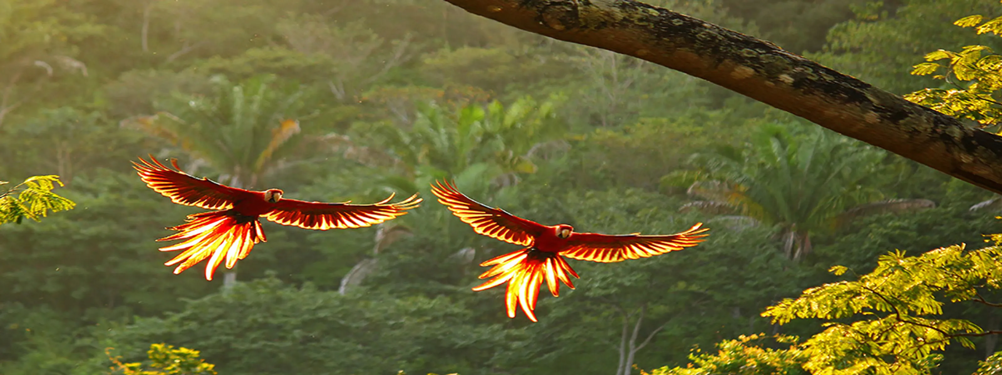 Scharlachrote Aras im Flug © iStock Charlie Fayers