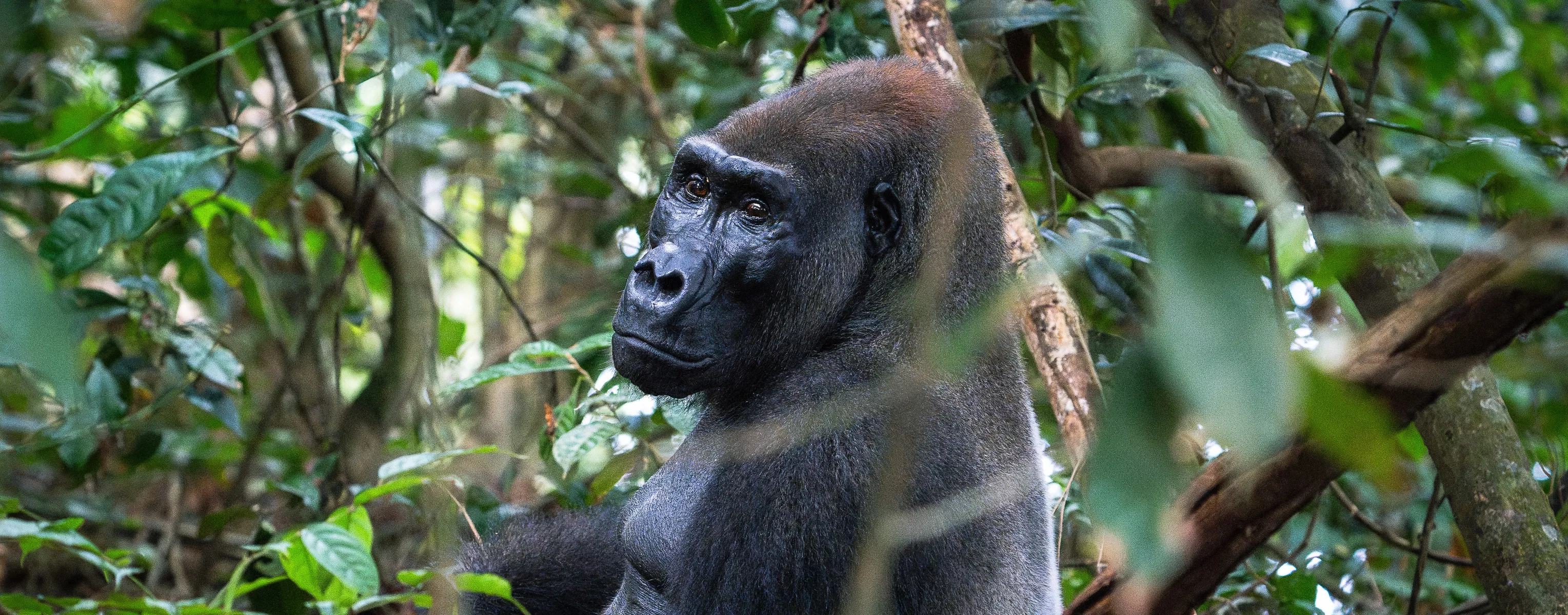 Silberrücken-Männchen westlicher Tiefland-Gorilla im Loango-Nationalpark, Gabun