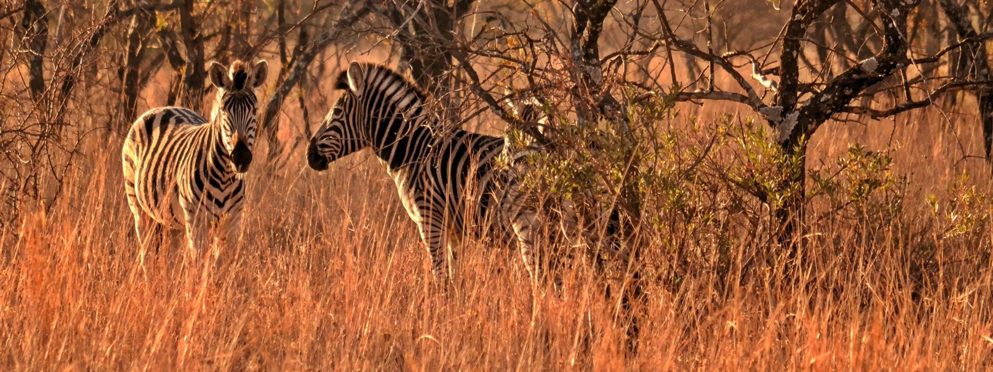 Reise zu den Höhepunkten Südafrikas