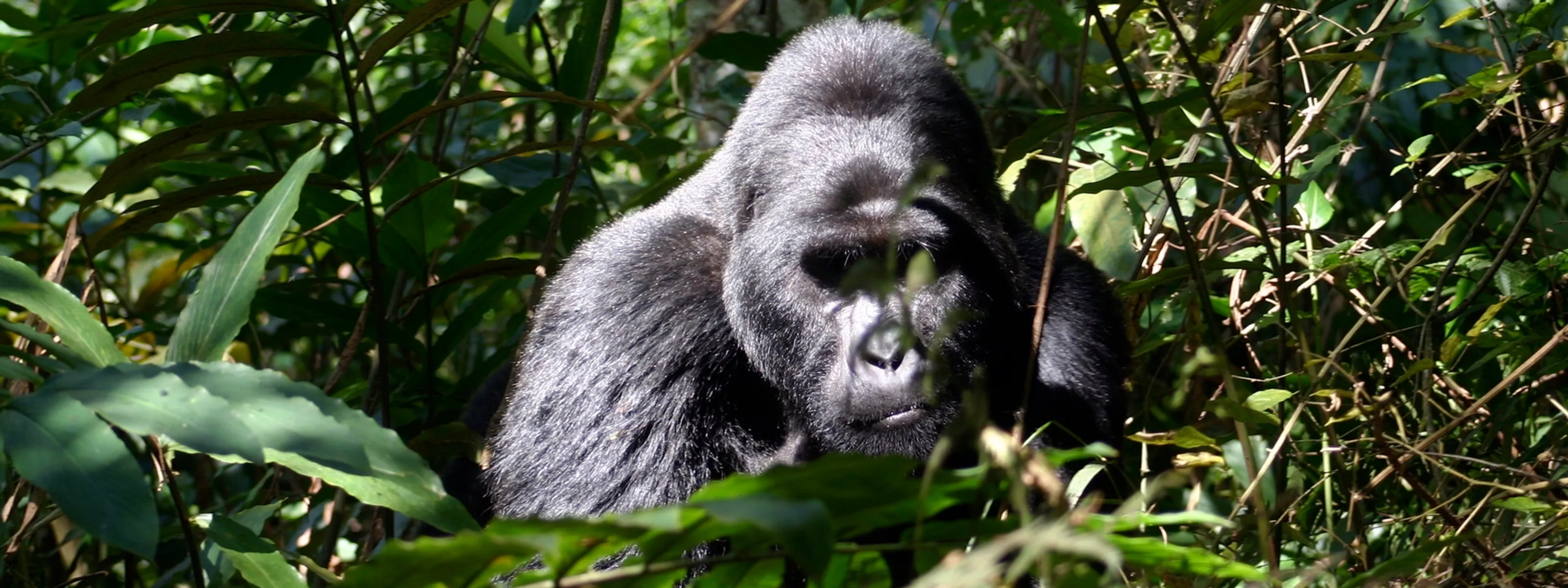 Spektakuläre Natur in Uganda und Entspannung auf Sansibar