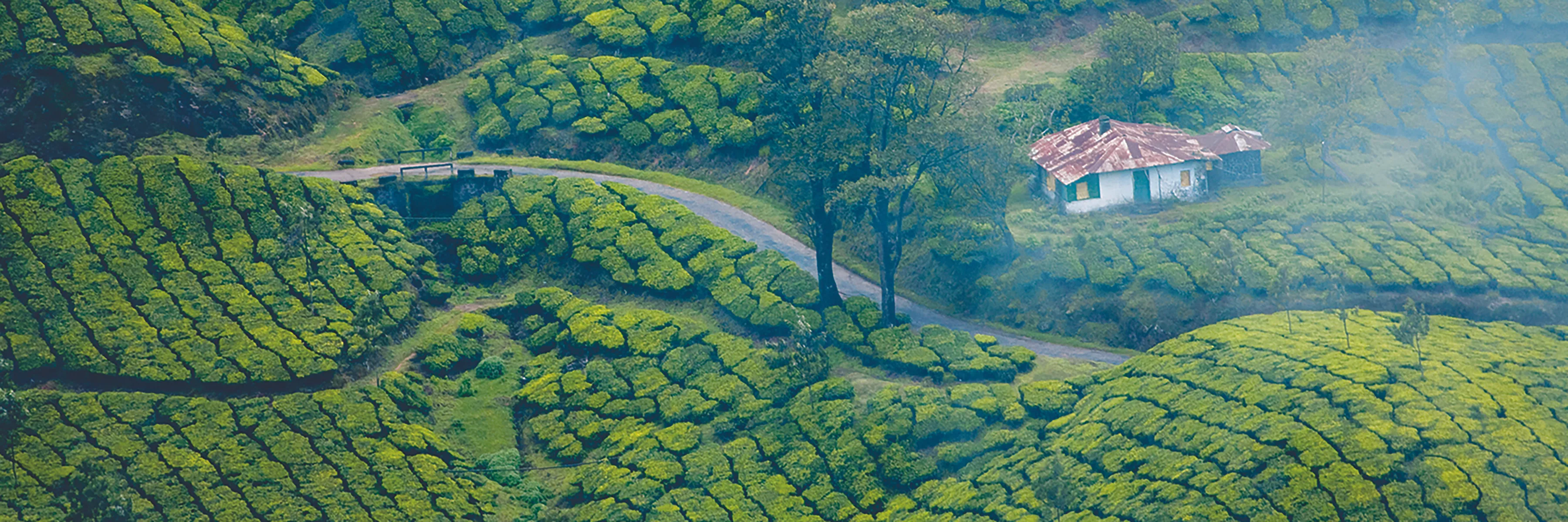 Teeplantagen Munnar Karala 