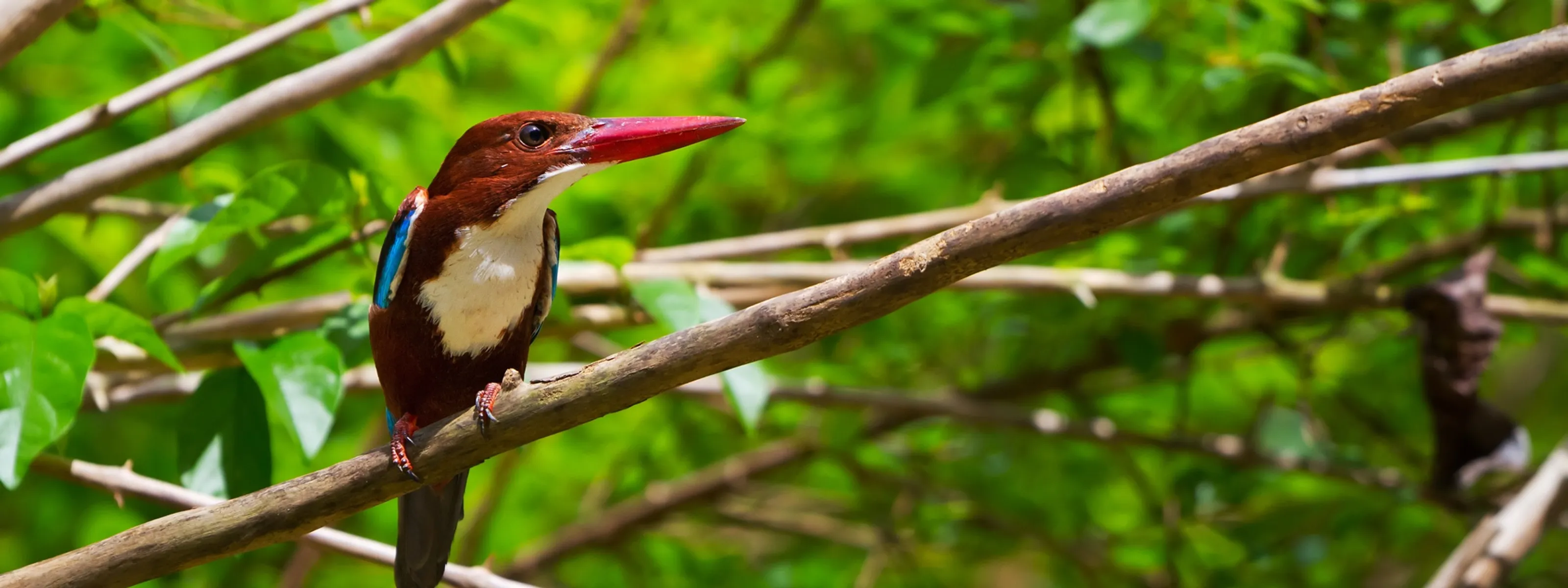 Thailand Selbstfahrerreise: Mit dem Mietwagen durch den Süden Thailands
