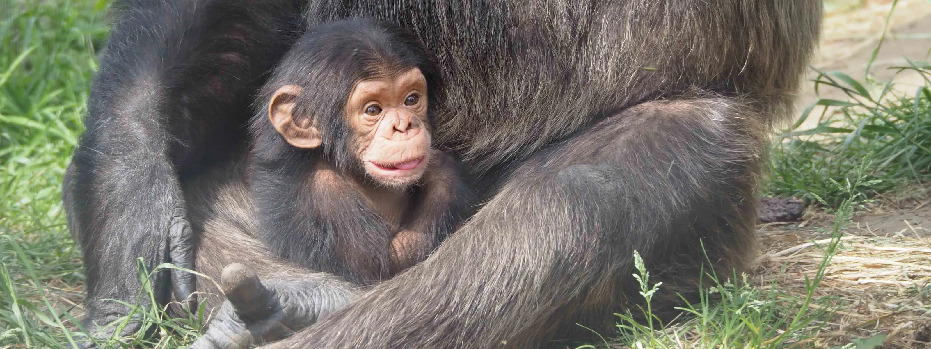 Uganda - Die Perle Afrikas