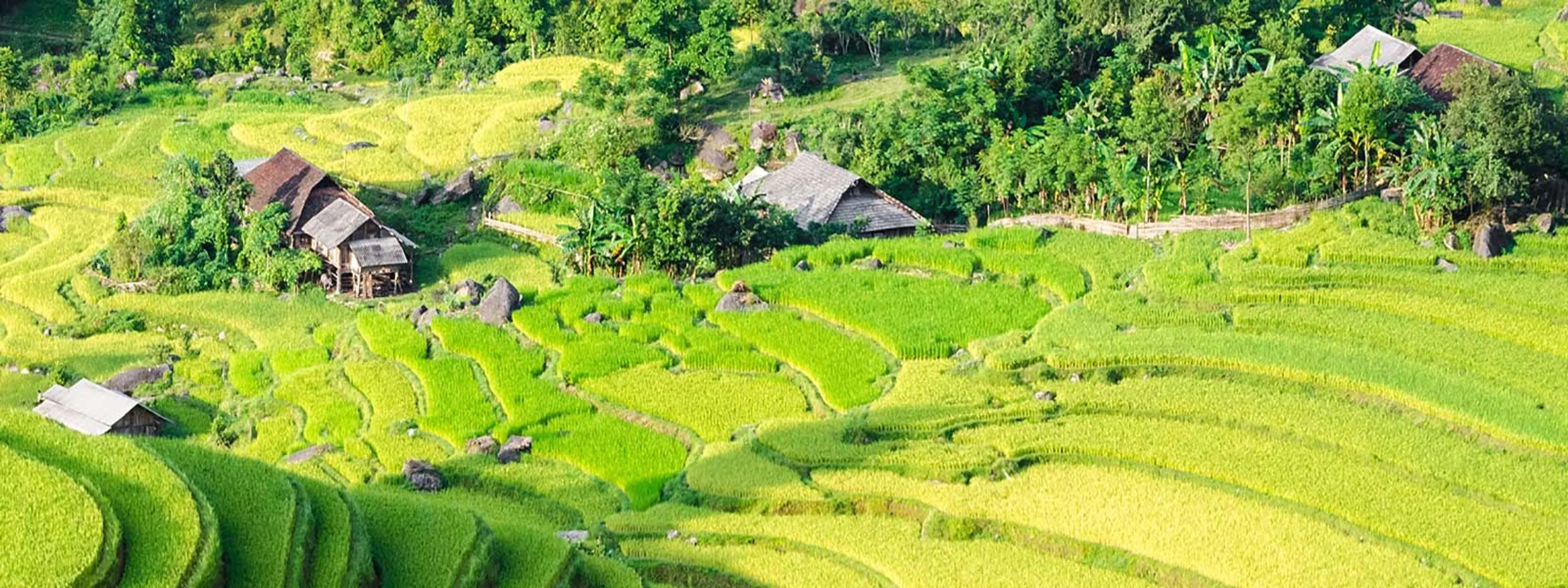 Reisfelder in Vietnam