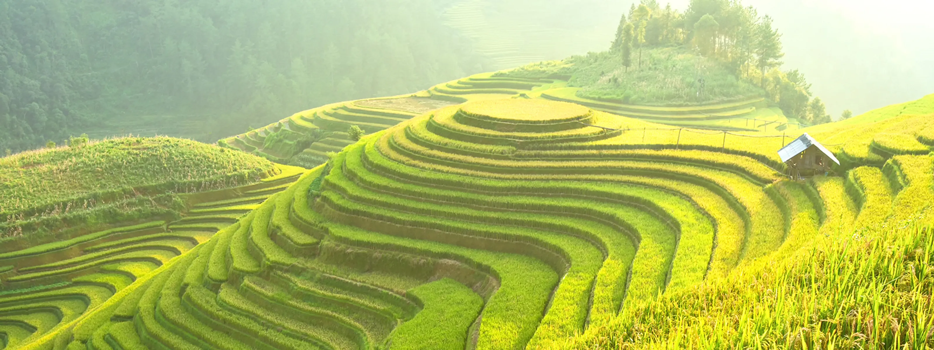 Nordvietnam Reisfelder