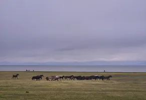 Pferde am Sonkul See