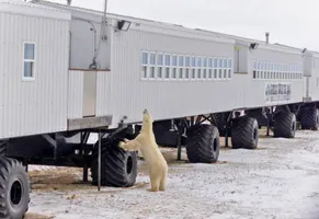 Die speziell konzipierte und einzigartige Tundra Lodge liegt in einem Gebiet mit besonders hoher Eisbärendichte und bietet beste Voraussetzungen für unvergessliche Eisbärenbeobachtungen.