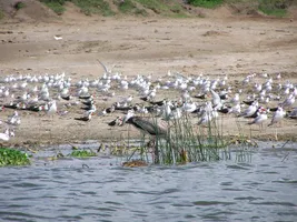 Wasservögel im Queen Elizabeth-Nationalpark, Uganda