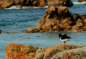 Austernfischer auf den Klippen – ein typisches Jersey-Panorama