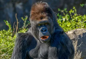 Begegnung mit einem sanften Riesen – Gorilla im Ruanda