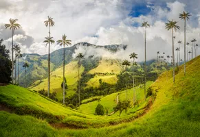 Cocora Tal