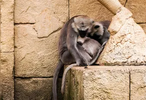 Affenfamilie, Indien Reise