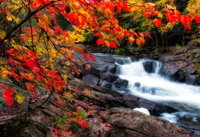 Algonquin Park Herbst