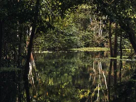 Überschwemmter Wald im Amazonas