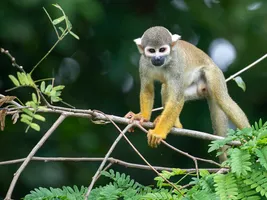 Totenkopfäffchen im Amazonas