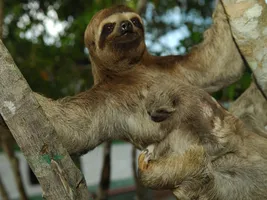 Dreifingerfaultier im Amazonas