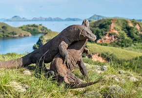 Komodowarane