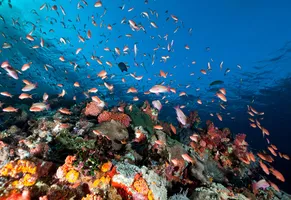 Unterwasserwelt im Komodo-Nationalpark