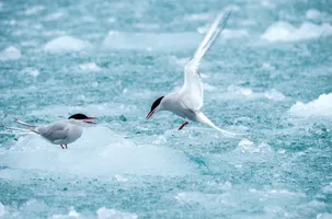 Seevögel in der Arktis