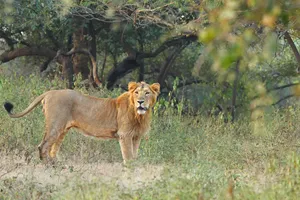 Asiatischer Löwe im Gir-Nationalpark, Gujarat