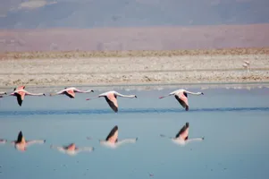 Flamingos in der Salar de Atacama