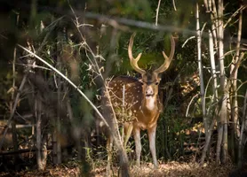 Axishirsch im Bandhavgarh-Nationalpark