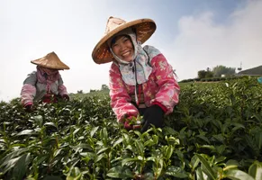 Bei der Teeernte, Taiwan Reise