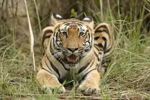 Bengaltiger