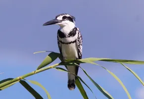Bird Watching auf dem Chobe-Fluss, Botswana