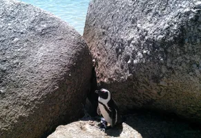 Bolders Beach, Südafrika