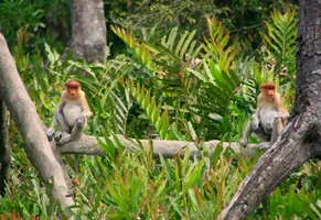 Langnasenaffen im Regenwald von Borneo, Malaysia