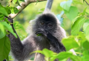 Borneo, Silver-Leaf Affe