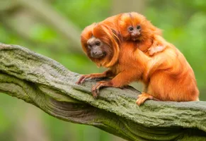 Goldenes Löwenäffchen