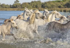 Camargue-Pferde am Meer