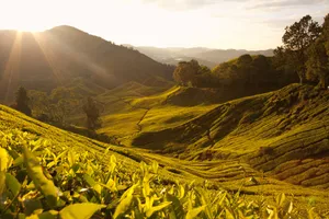 cameron-highlands.jpg