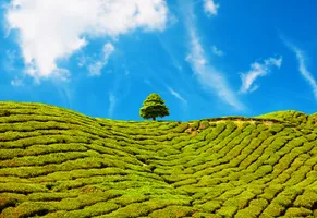 Cameron Highlands, Malaysia Reise