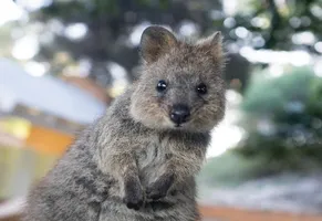Quokka, Rottnest Island
