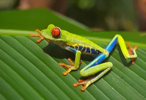 Costa Rica Baumfrosch