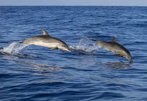 Delfine vor Madeiras Küste