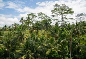 Die Landschaft ist geprägt von terrassenförmig angelegten Reisfeldern, die von üppigen Palmen und tropischer Vegetation umgeben sind.
