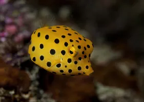 Gelber Kofferfisch