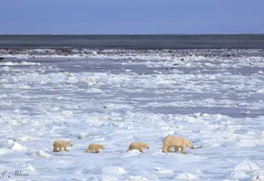Eisbären durchstreifeb die verschneite Landschaft der Hudson Bay in Kanada.