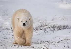 Eisbär in der unberührten Wildnis der Hudson Bay – ein Symbol der kanadischen Arktis.