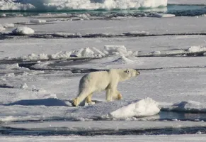 Eisbärsichtung, Spitzbergen