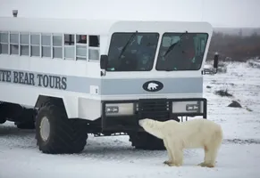 Eisbär in der unberührten Wildnis der Hudson Bay – ein Symbol der kanadischen Arktis.